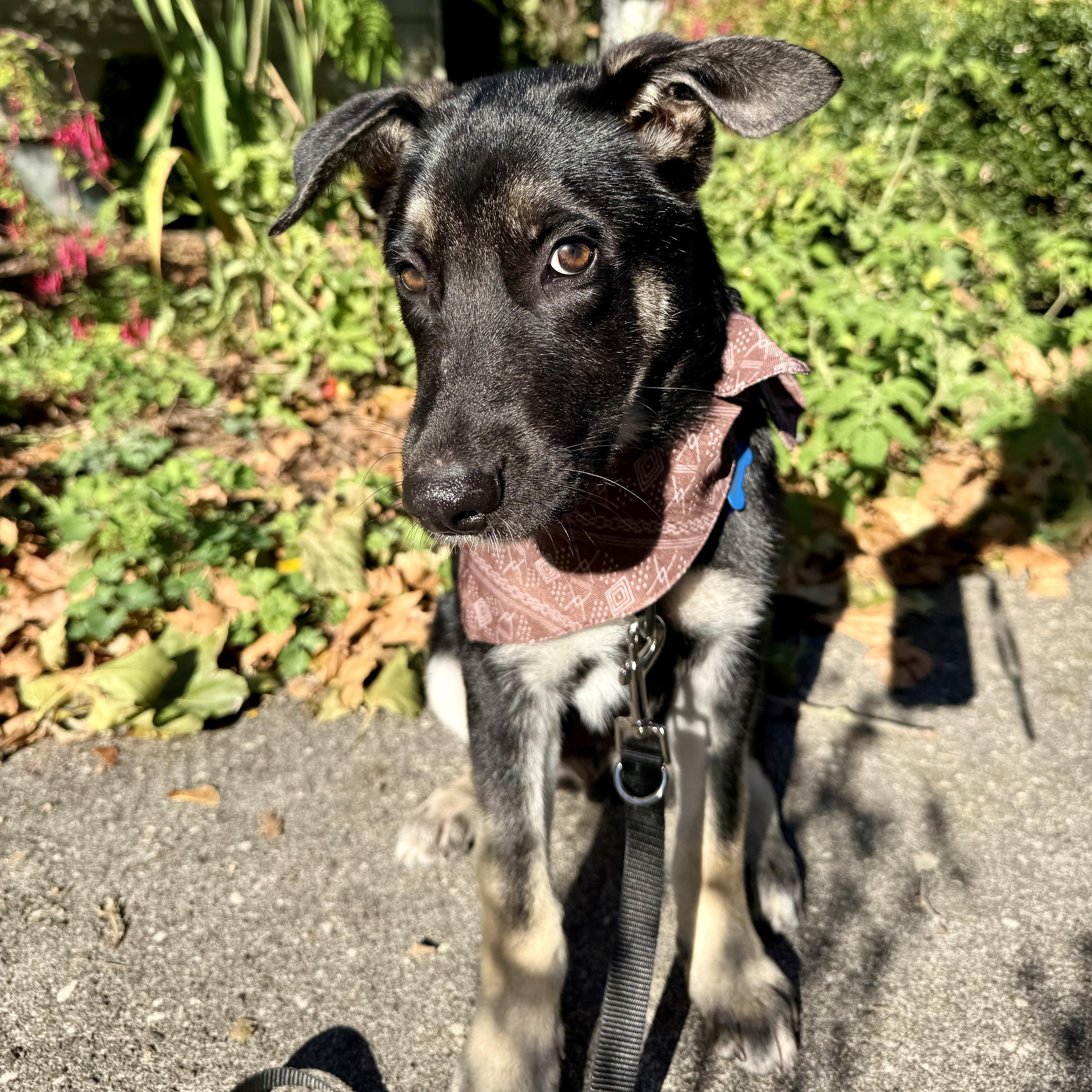 Enlarge Denali, a Adoptable mixed breed in Vancouver , WA image 3/6