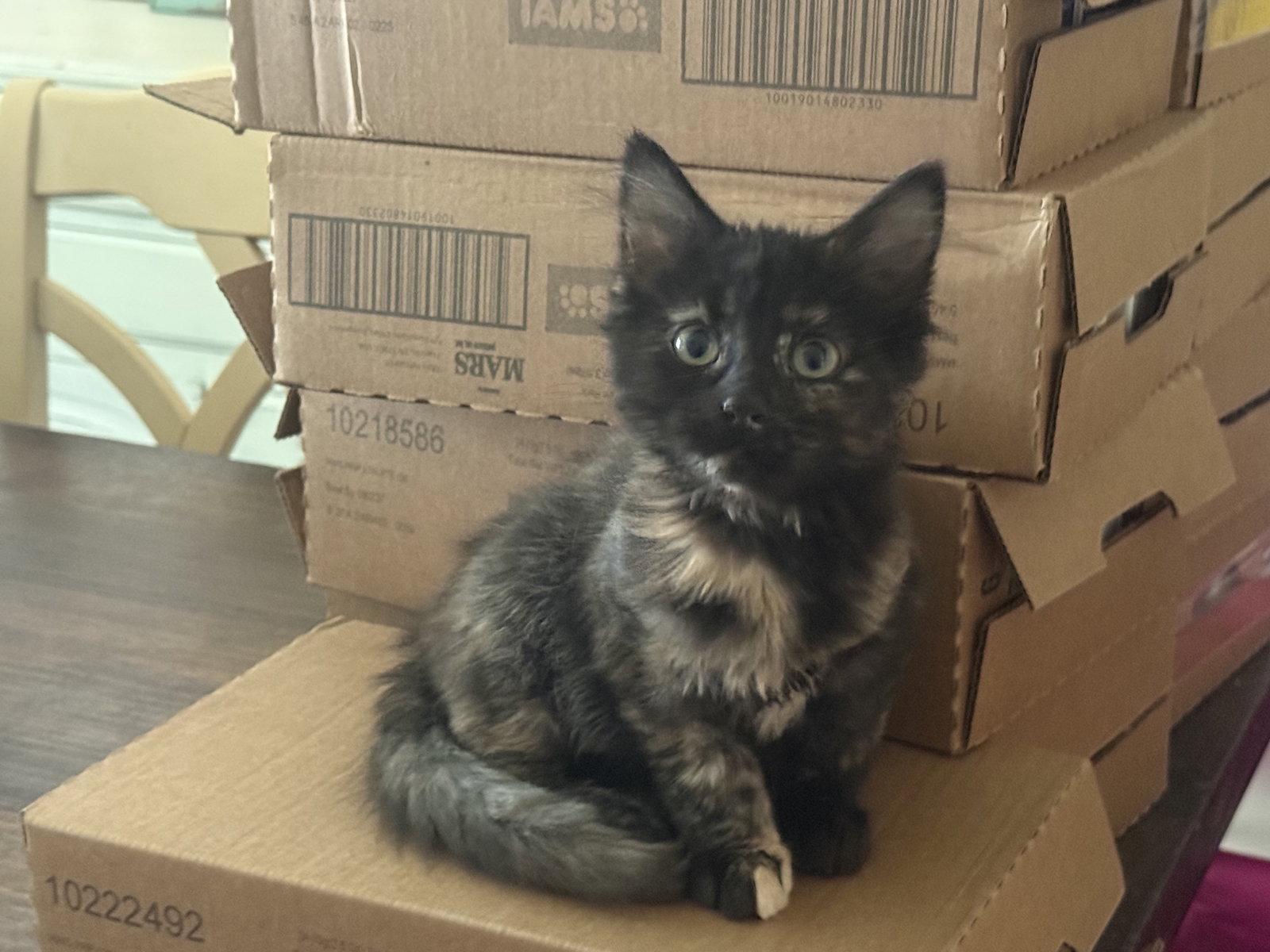 Enlarge Mia, a Adoptable Tortoiseshell in Fenton, MO image 1/3