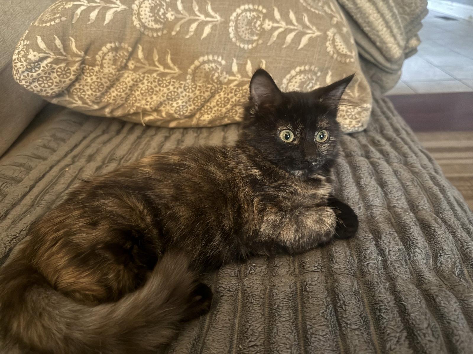 Enlarge Mia, a Adoptable Tortoiseshell in Fenton, MO image 3/3