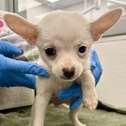 Enlarge Skip-It, a Adopted mixed breed in Sacramento, CA image 1/1