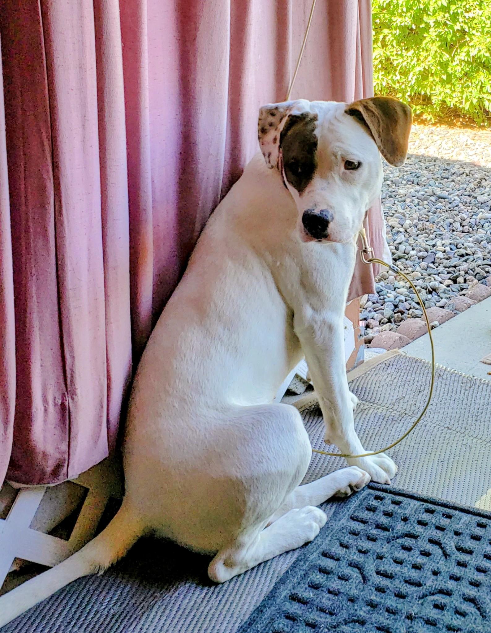 JoJo - smart and snuggly goofball, a ADOPTABLE mixed breed in Boulder, CO image 3/6