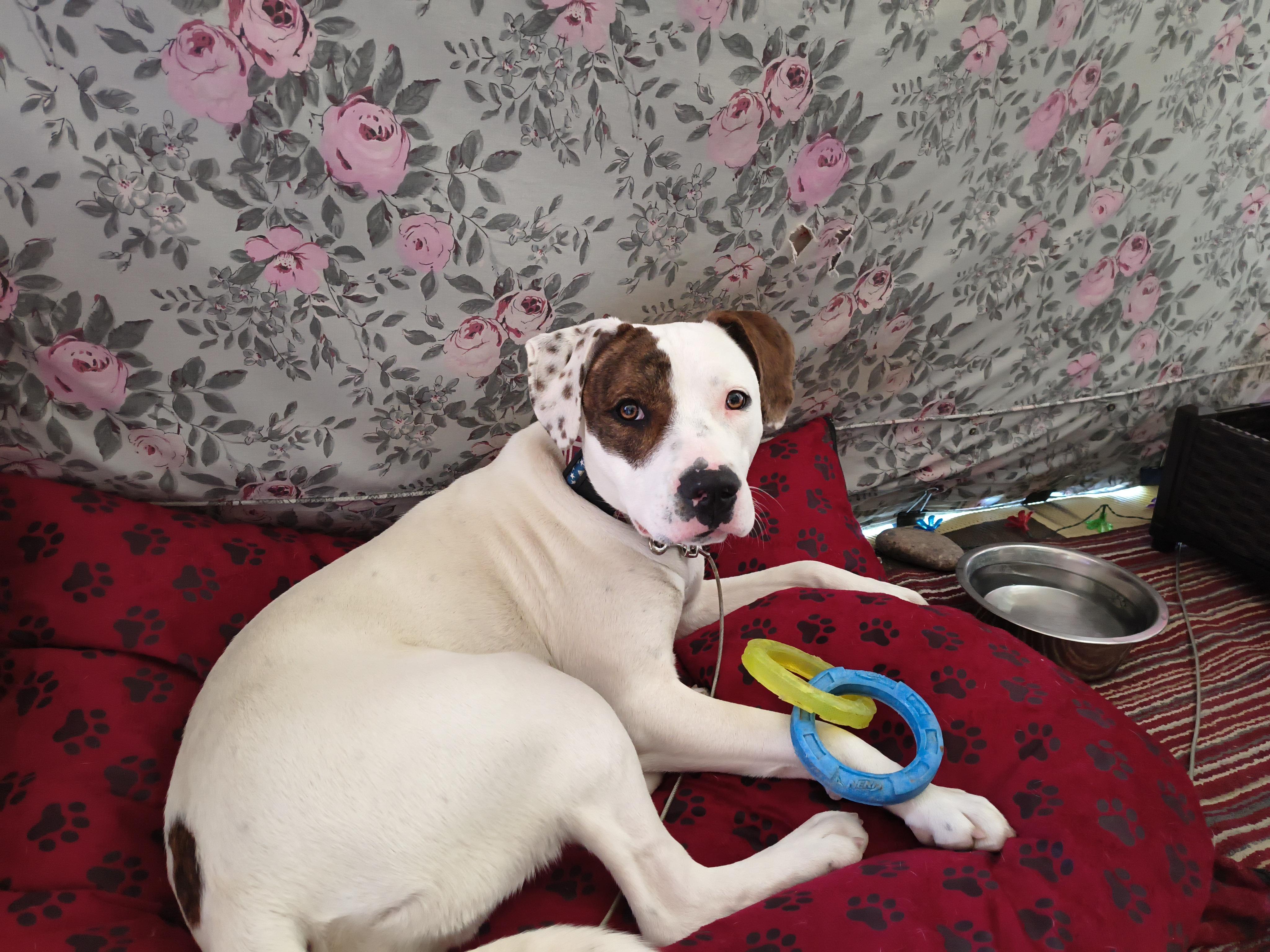 JoJo - smart and snuggly goofball, a ADOPTABLE mixed breed in Boulder, CO image 5/6