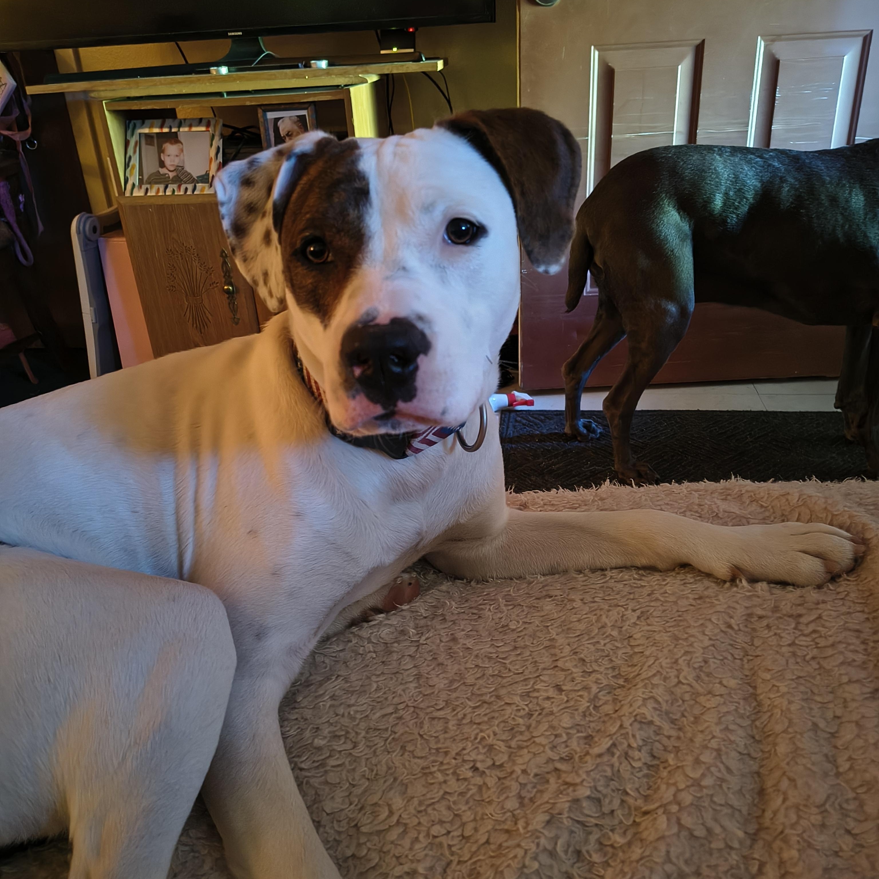 JoJo - smart and snuggly goofball, a ADOPTABLE mixed breed in Boulder, CO image 4/6