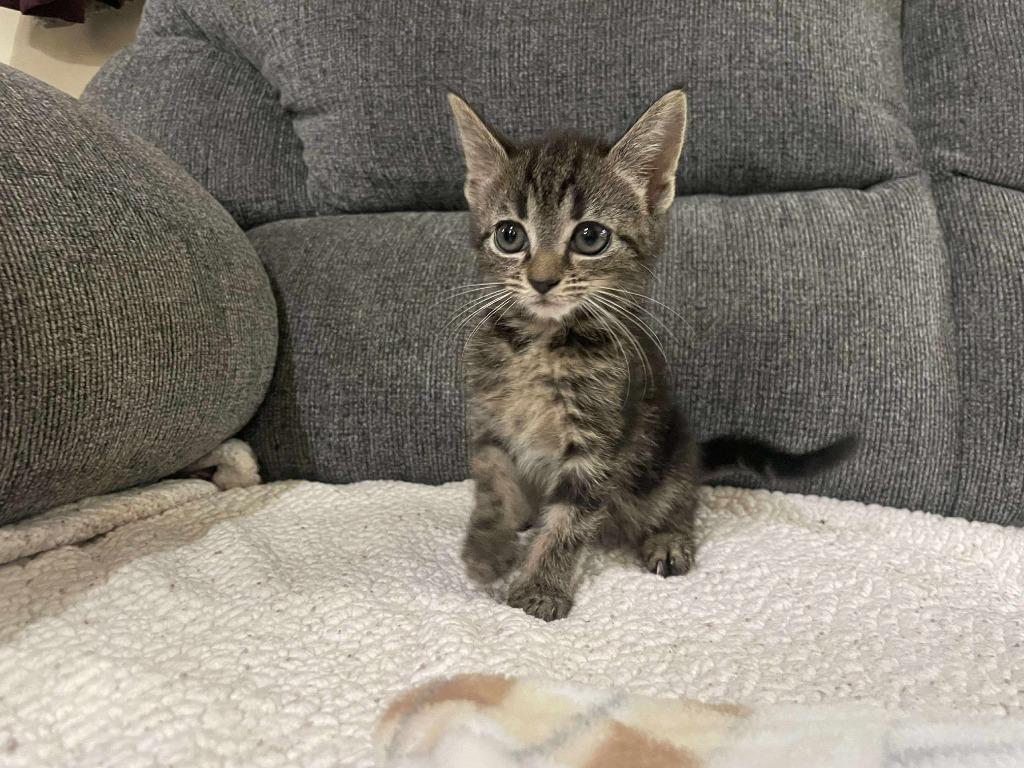 Sassy, Adoptable, Kitten Female Domestic Short Hair.