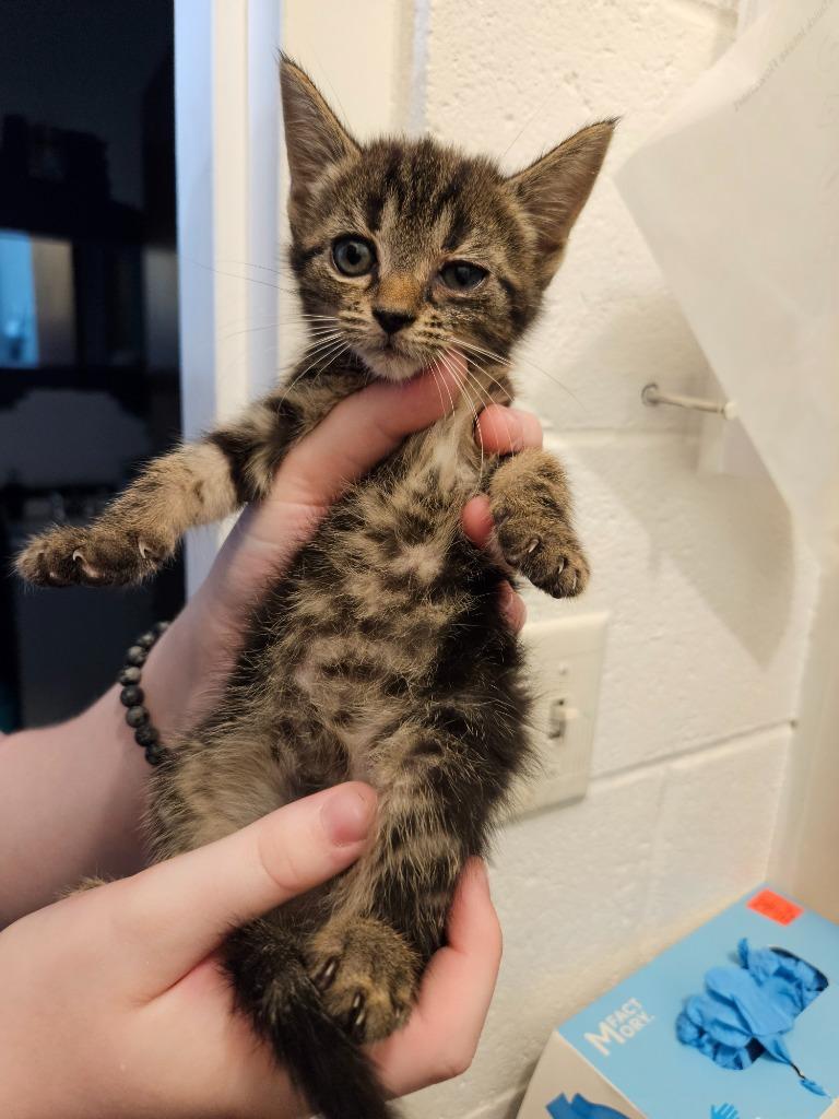 Enlarge Sassy, a Adoptable mixed breed in Johnson City, TN image 2/3