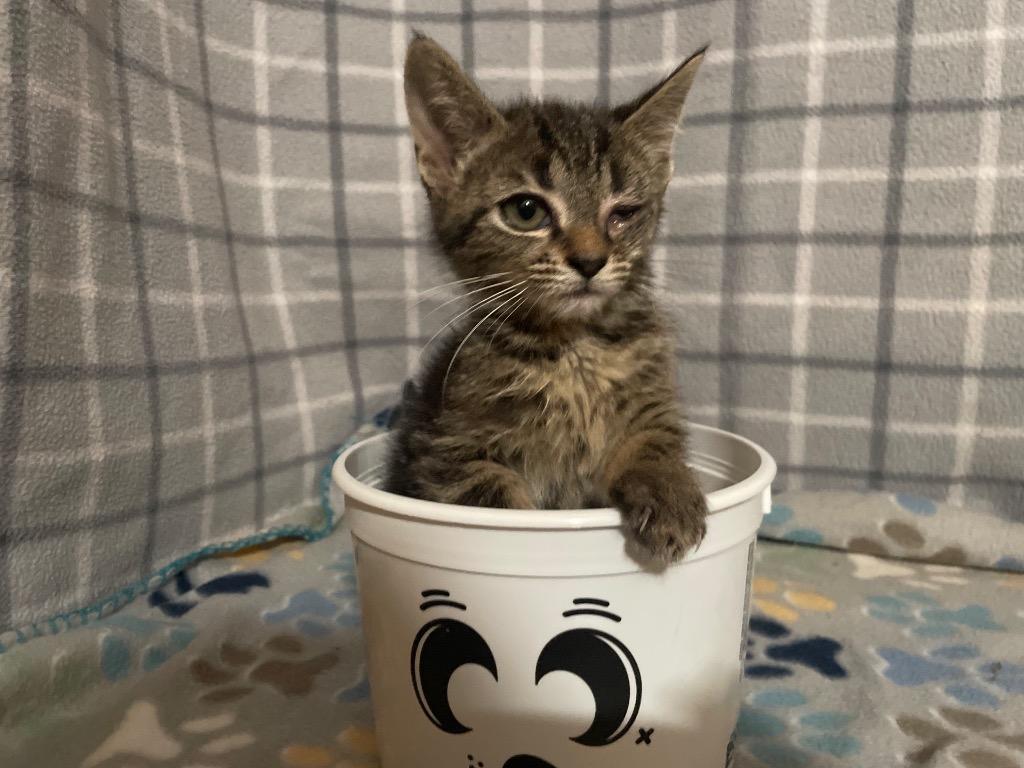 Enlarge Sassy, a Adoptable mixed breed in Johnson City, TN image 3/3