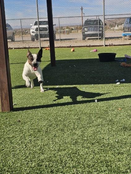 Enlarge PlayBoy, a Adoptable mixed breed in Truth or Consequences , NM image 2/6