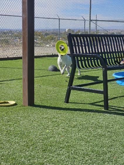 Enlarge PlayBoy, a Adoptable mixed breed in Truth or Consequences , NM image 3/6