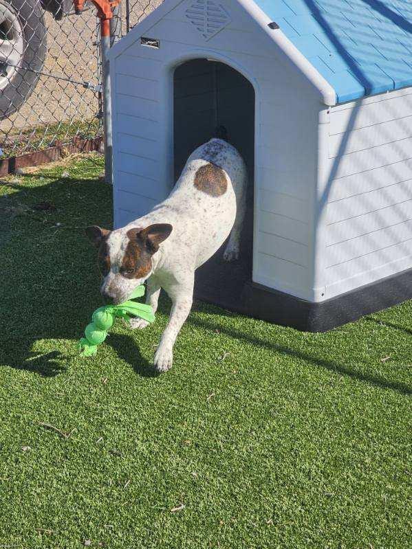 Enlarge PlayBoy, a Adoptable mixed breed in Truth or Consequences , NM image 4/6