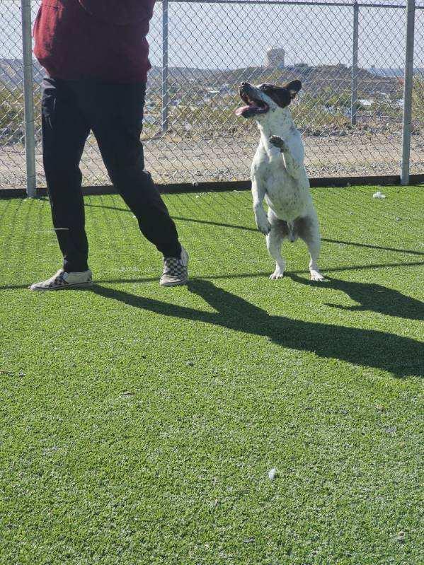 Enlarge PlayBoy, a Adoptable mixed breed in Truth or Consequences , NM image 5/6