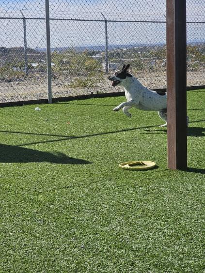 Enlarge PlayBoy, a Adoptable mixed breed in Truth or Consequences , NM image 6/6