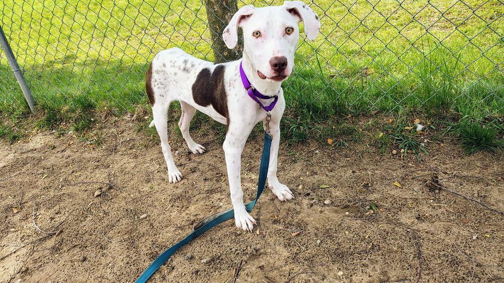 Viola, a Adoptable mixed breed in Kalamazoo, MI image 1/4