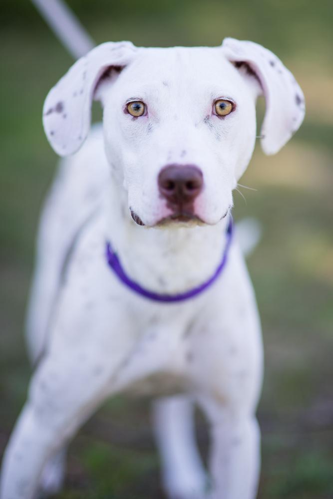 Viola, a Adoptable mixed breed in Kalamazoo, MI image 2/4