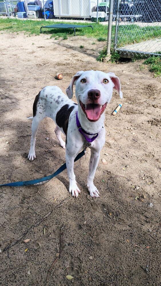 Viola, a Adoptable mixed breed in Kalamazoo, MI image 3/4