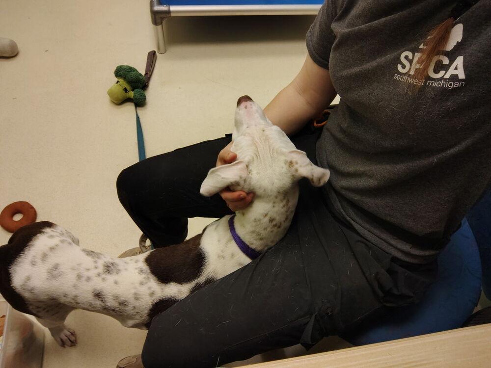 Viola, a Adoptable mixed breed in Kalamazoo, MI image 4/4