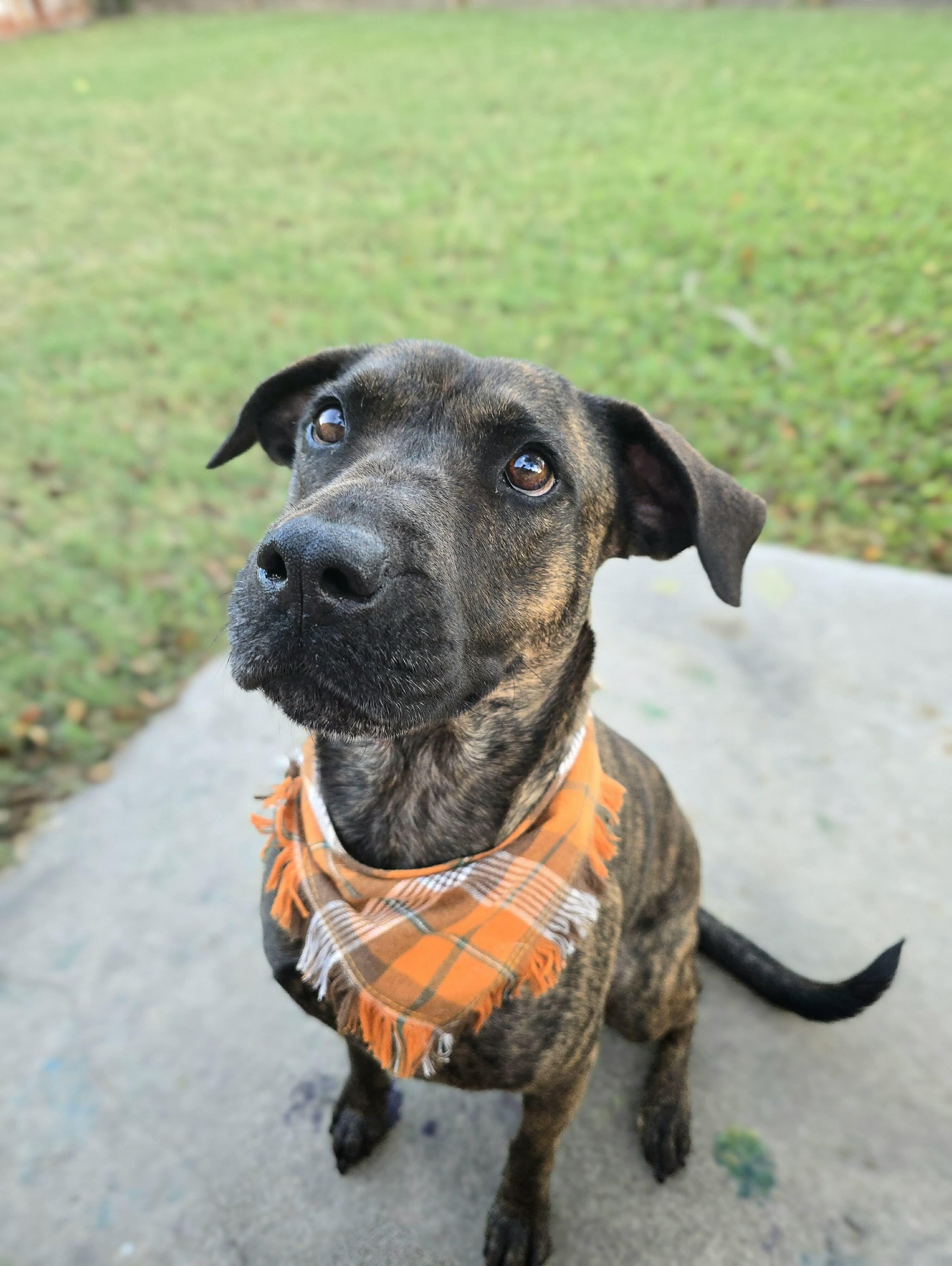 Meadow, a Adoptable mixed breed in Maple Shade, NJ image 4/6