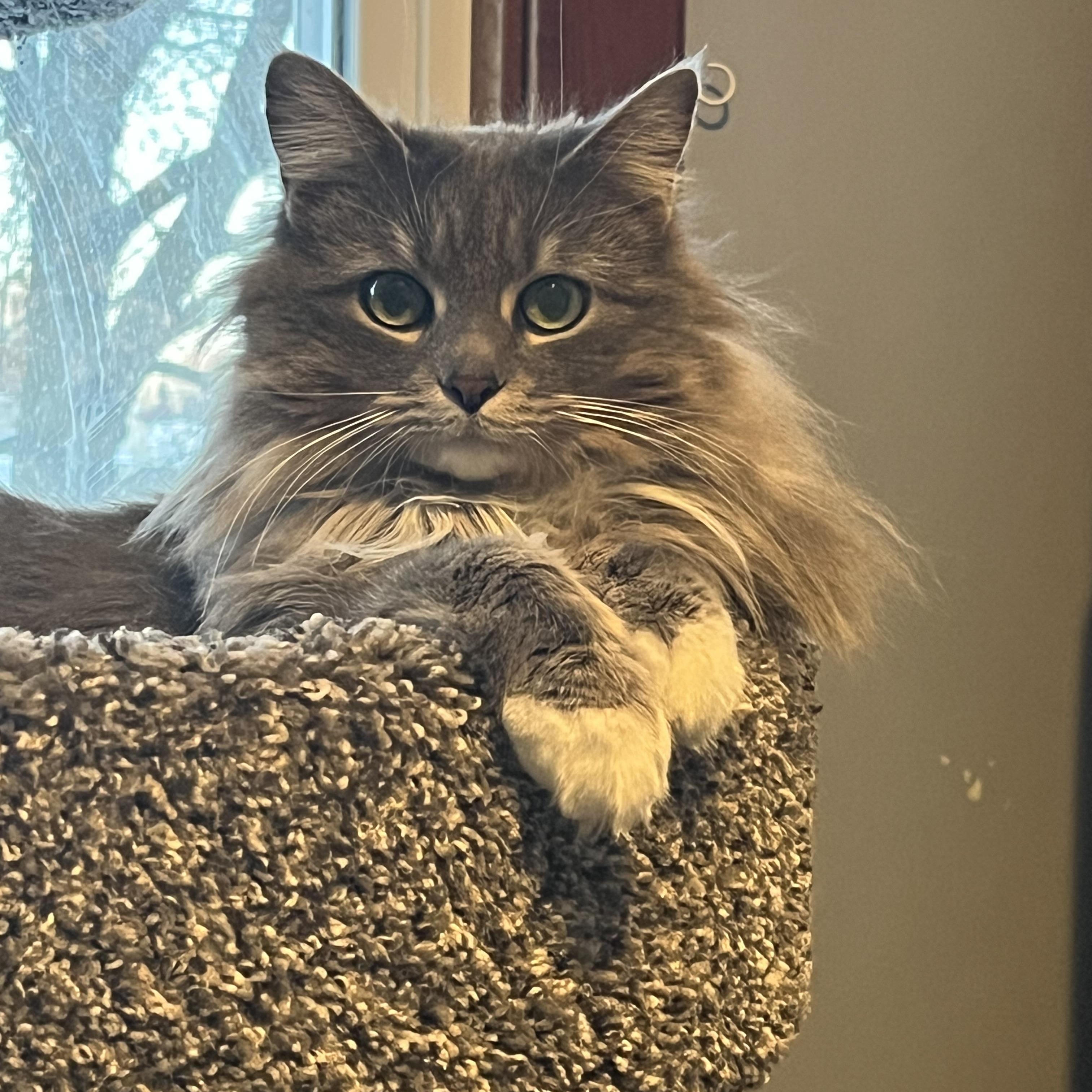 Brittany, adopted, Young Female Domestic Long Hair.