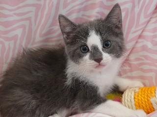 Tanya's Bronnie, Adopted, Kitten Female Domestic Short Hair.