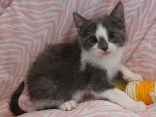 Enlarge Tanya's Bronnie, a Adopted mixed breed in Anaconda, MT image 2/2