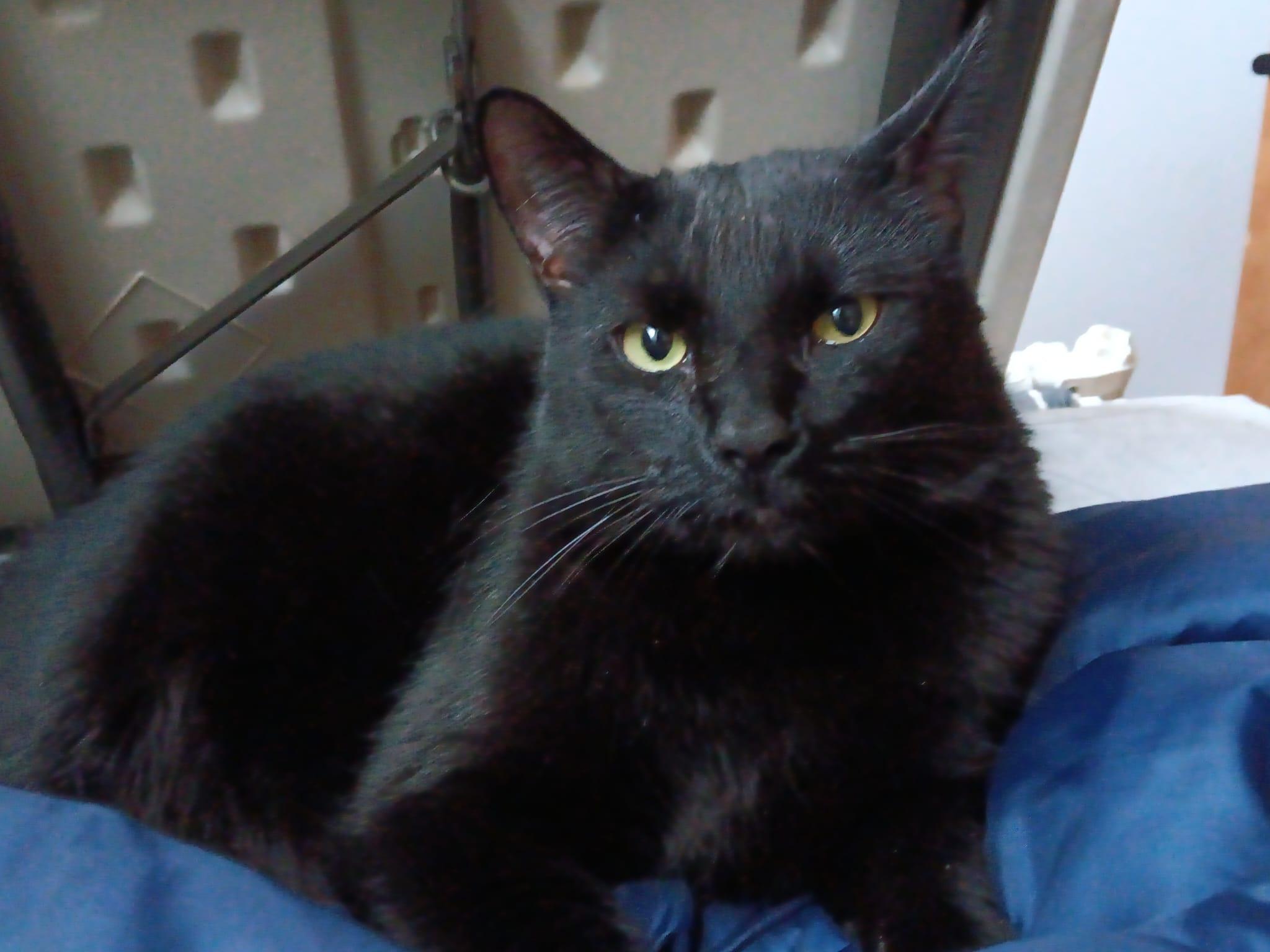 Enlarge Elishy, a ADOPTABLE Domestic Short Hair in Richmond Hill, ON image 1/3