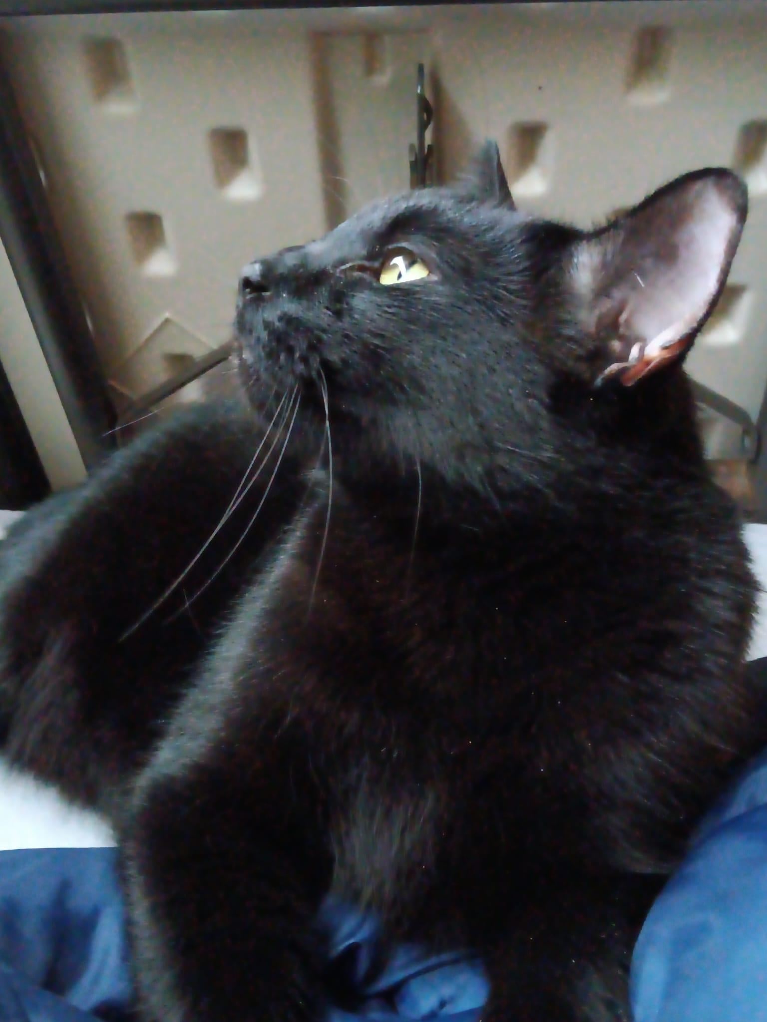 Enlarge Elishy, a ADOPTABLE Domestic Short Hair in Richmond Hill, ON image 2/3