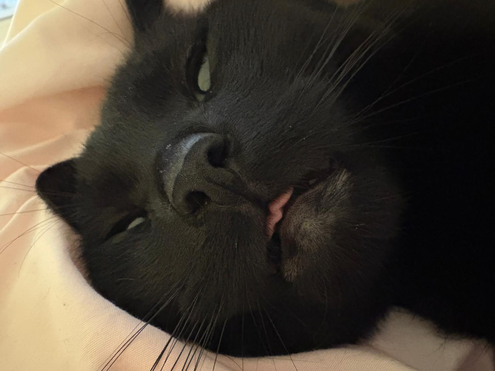 Enlarge Elishy, a ADOPTABLE Domestic Short Hair in Richmond Hill, ON image 3/3