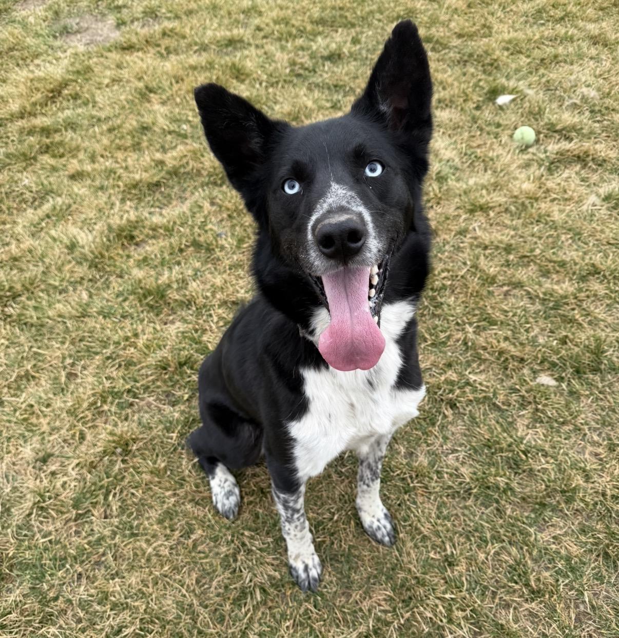Thistle, Adoptable, Adult Male Australian Cattle Dog / Blue Heeler.