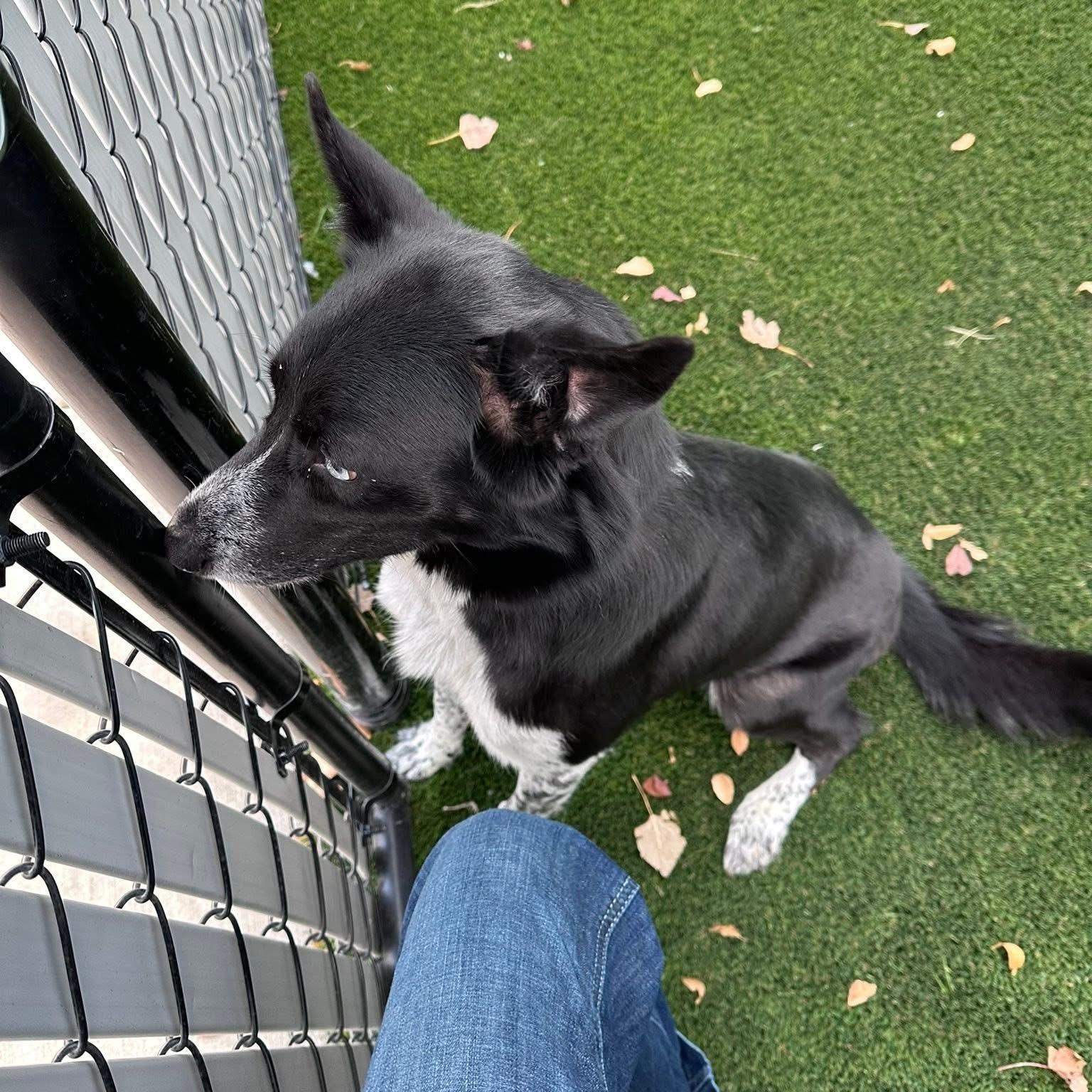 Thistle, a Adoptable mixed breed in Prineville, OR image 6/6