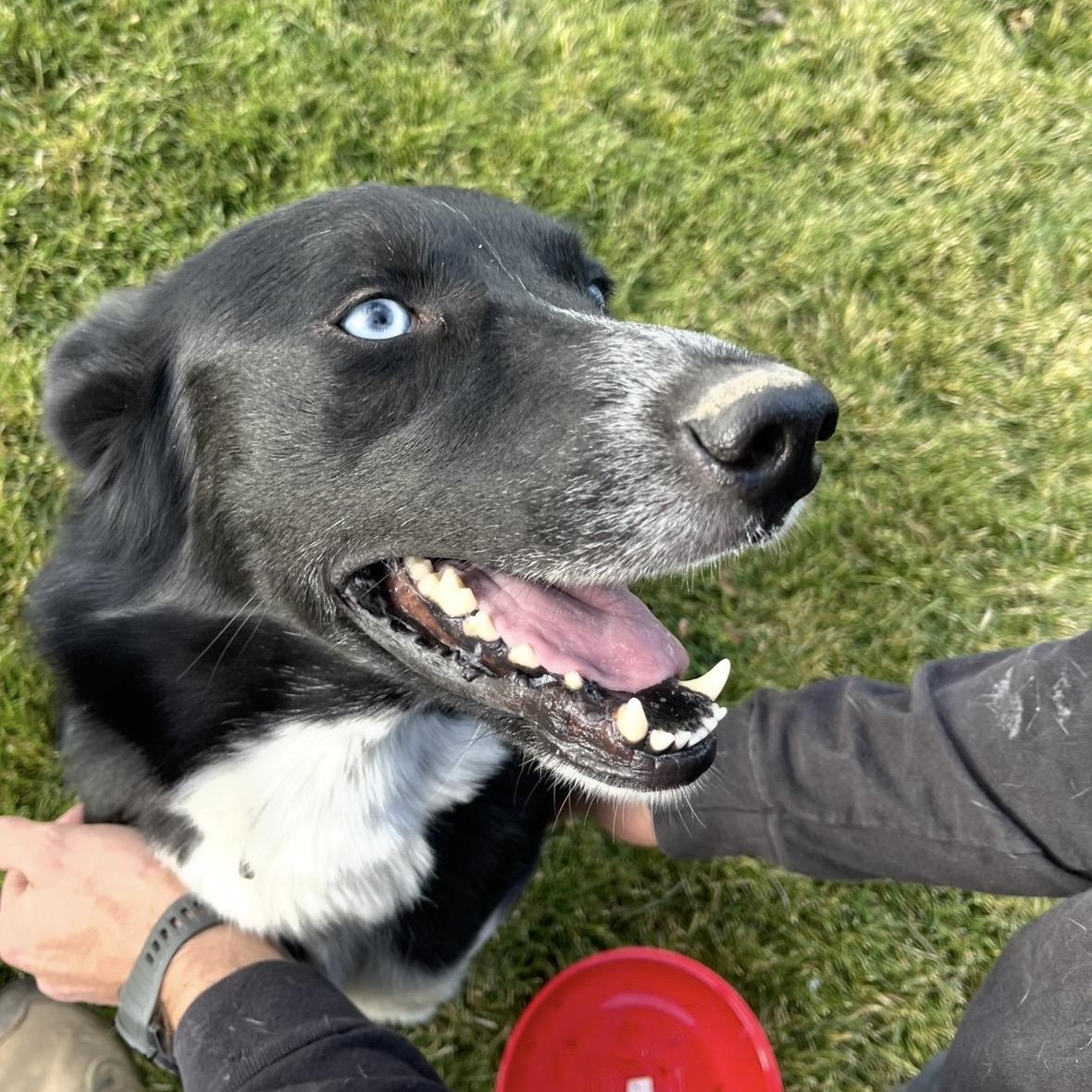 Thistle, a Adoptable mixed breed in Prineville, OR image 3/6