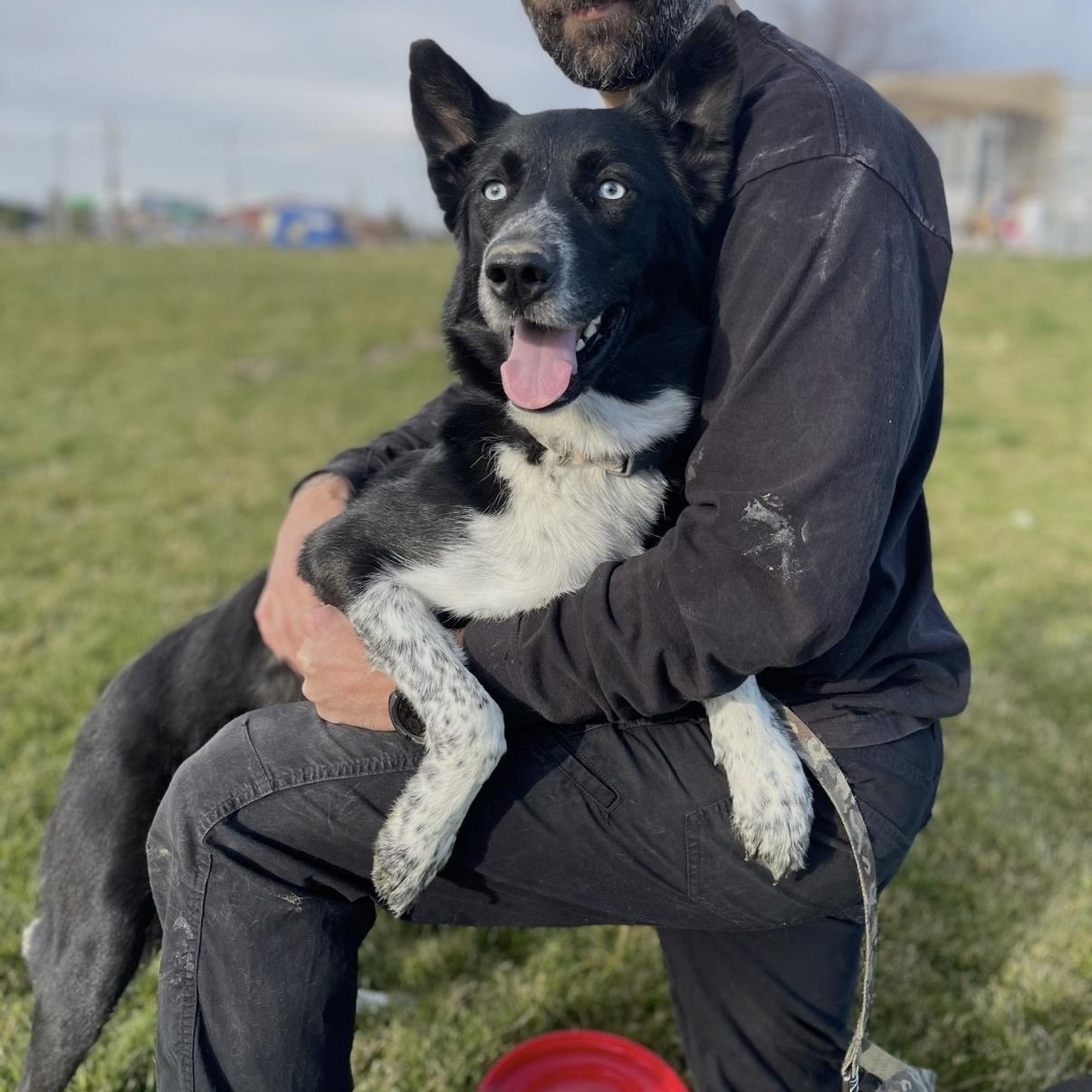 Thistle, Adoptable, Adult Male Australian Cattle Dog / Blue Heeler.