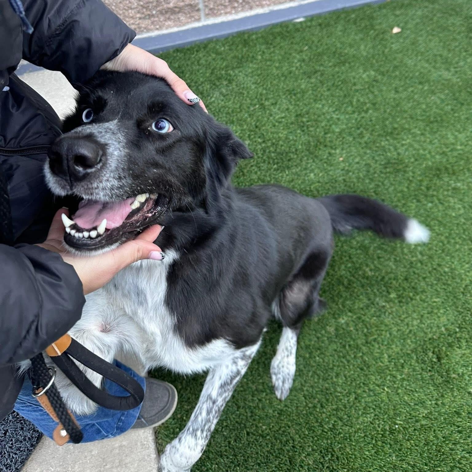 Thistle, Adoptable, Adult Male Australian Cattle Dog / Blue Heeler.