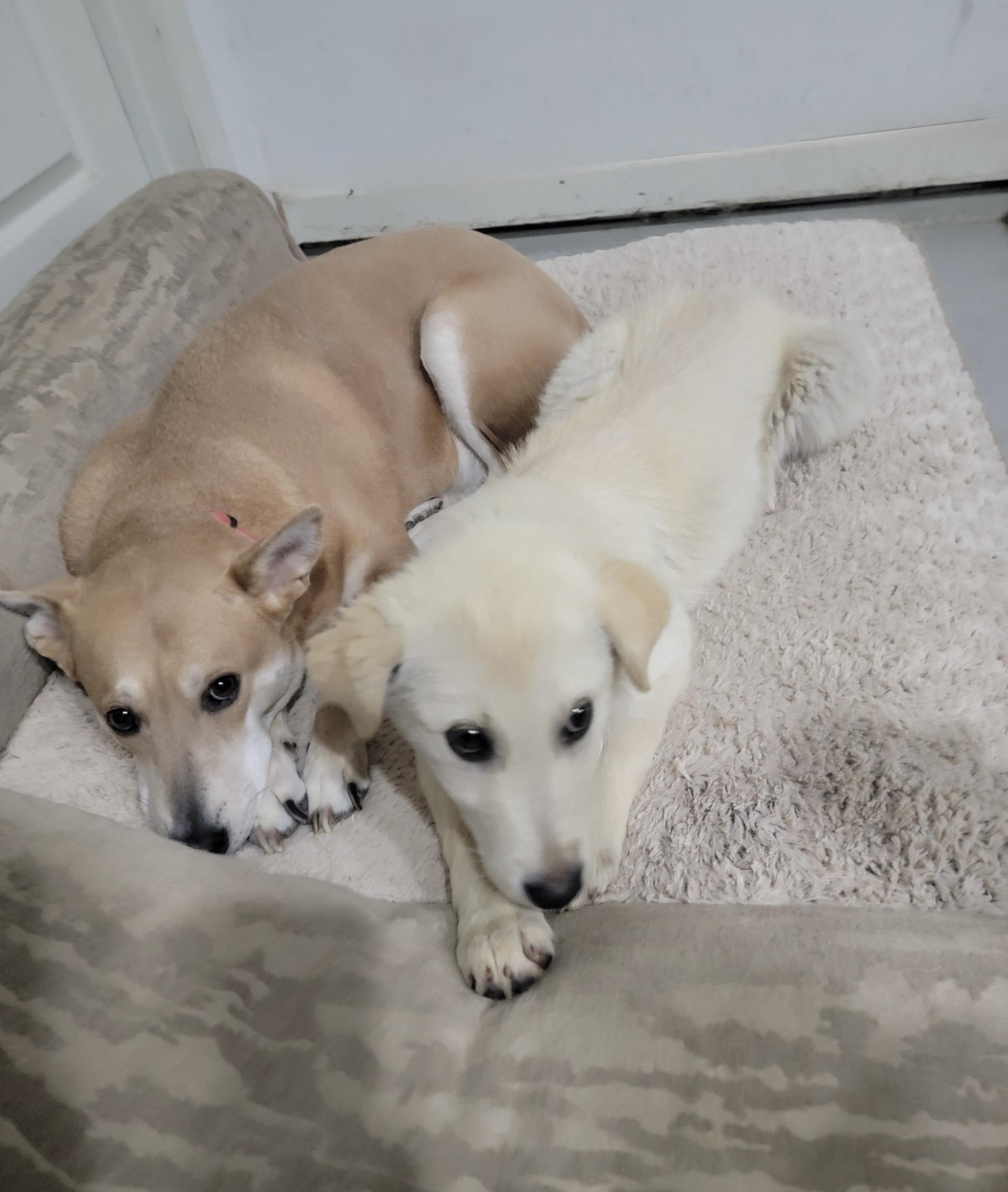 Enlarge Taco Tena, a ADOPTABLE mixed breed in Houston, TX image 6/6