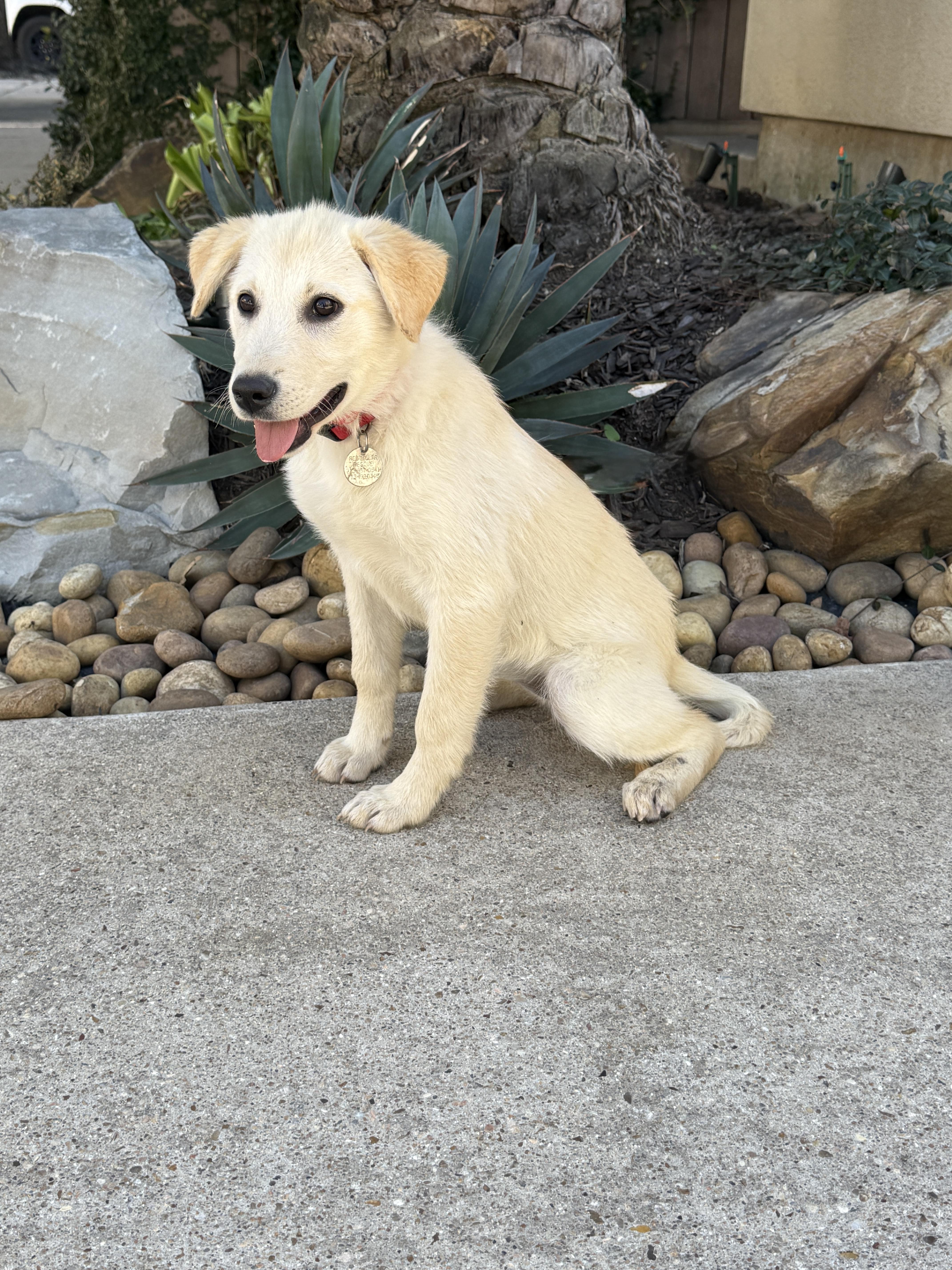 Enlarge Taco Tena, a ADOPTABLE mixed breed in Houston, TX image 5/6