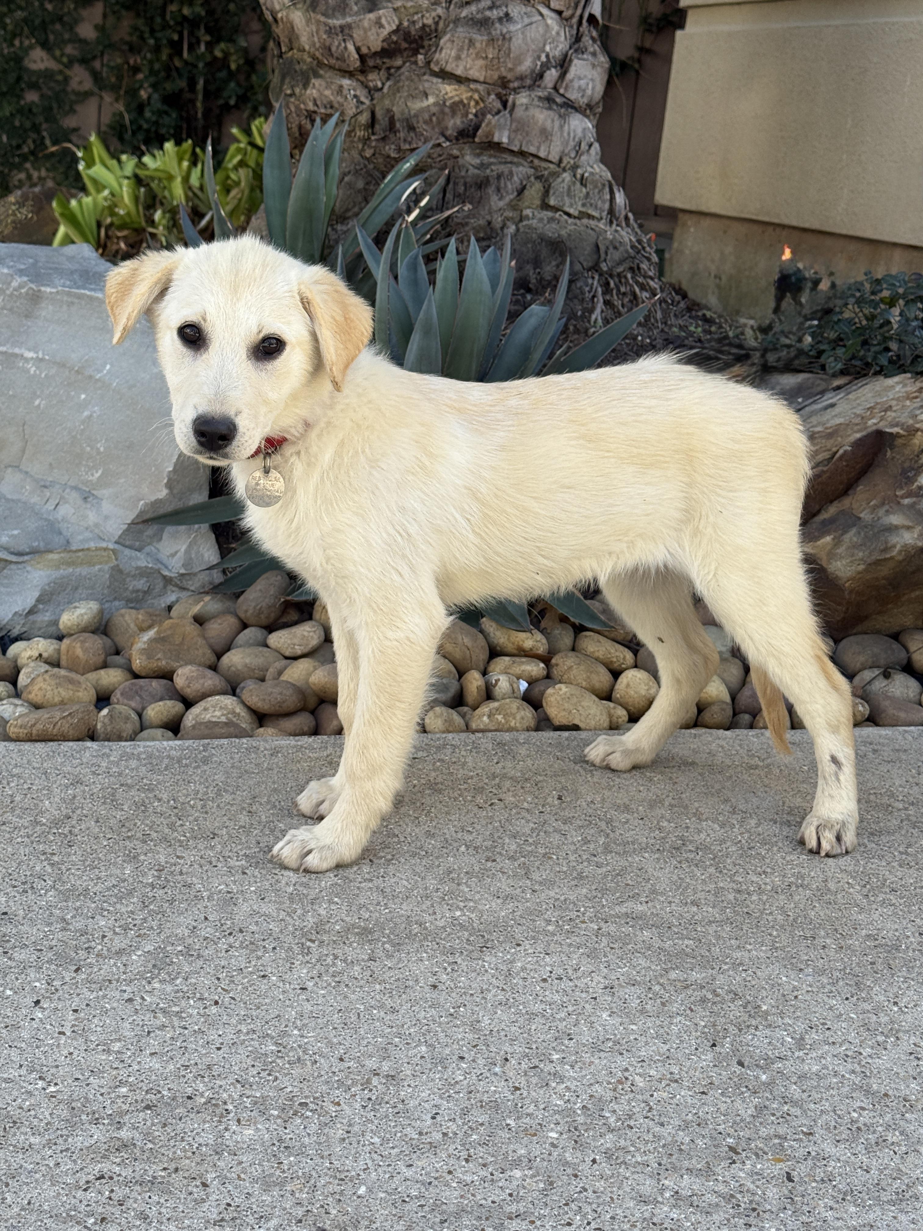 Enlarge Taco Tena, a ADOPTABLE mixed breed in Houston, TX image 2/6