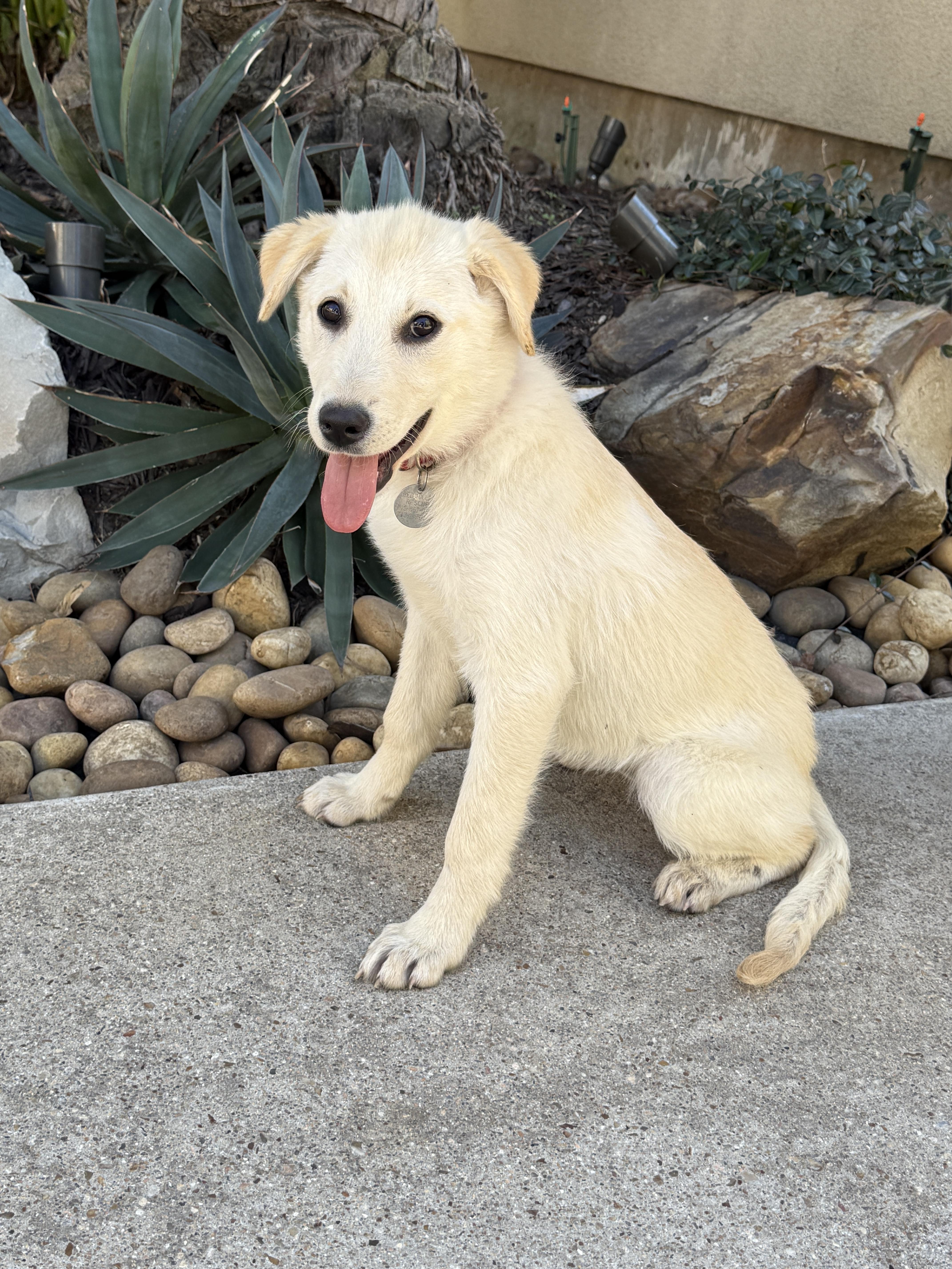 Enlarge Taco Tena, a ADOPTABLE mixed breed in Houston, TX image 1/6