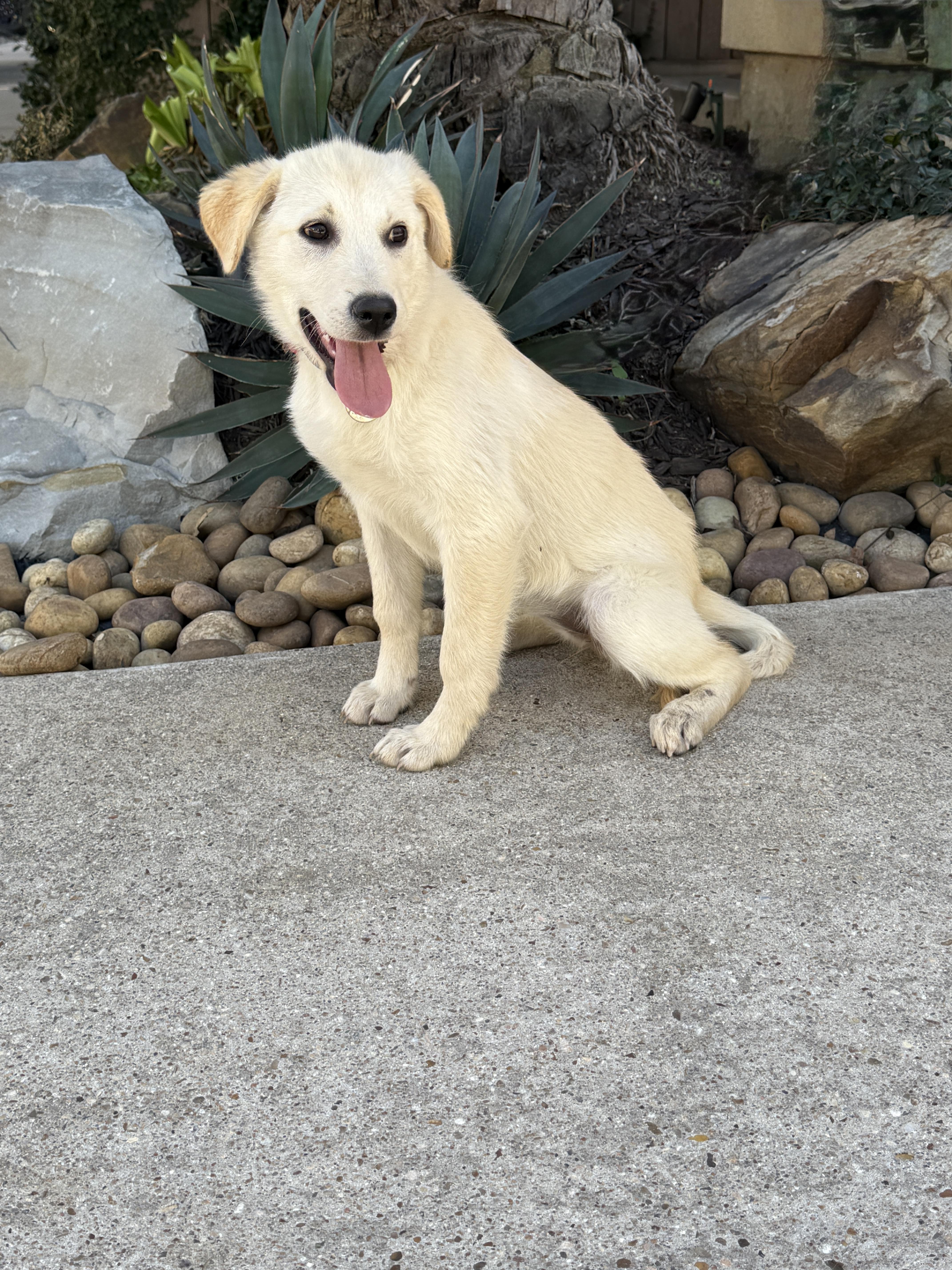 Enlarge Taco Tena, a ADOPTABLE mixed breed in Houston, TX image 3/6