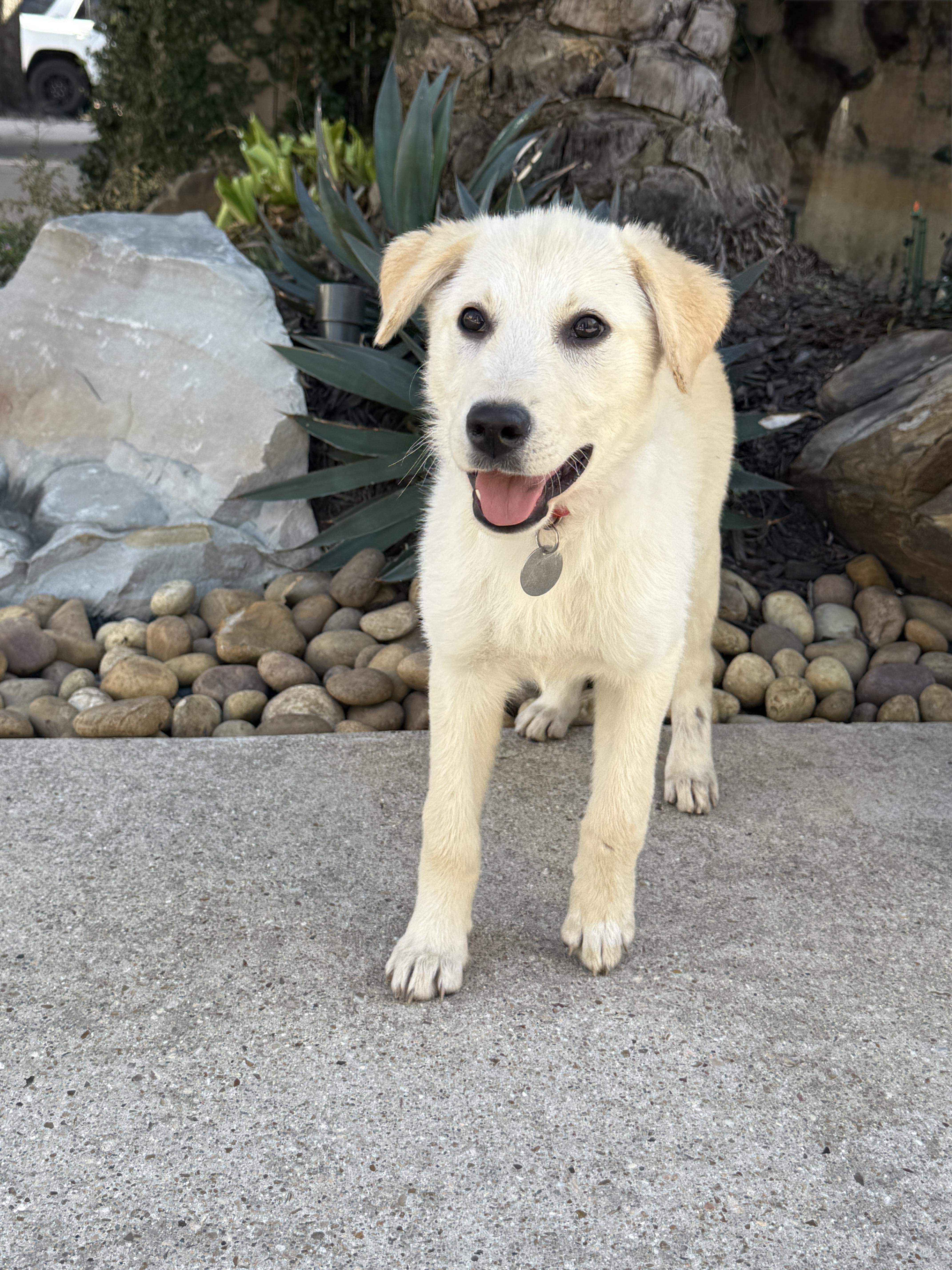 Enlarge Taco Tena, a ADOPTABLE mixed breed in Houston, TX image 4/6