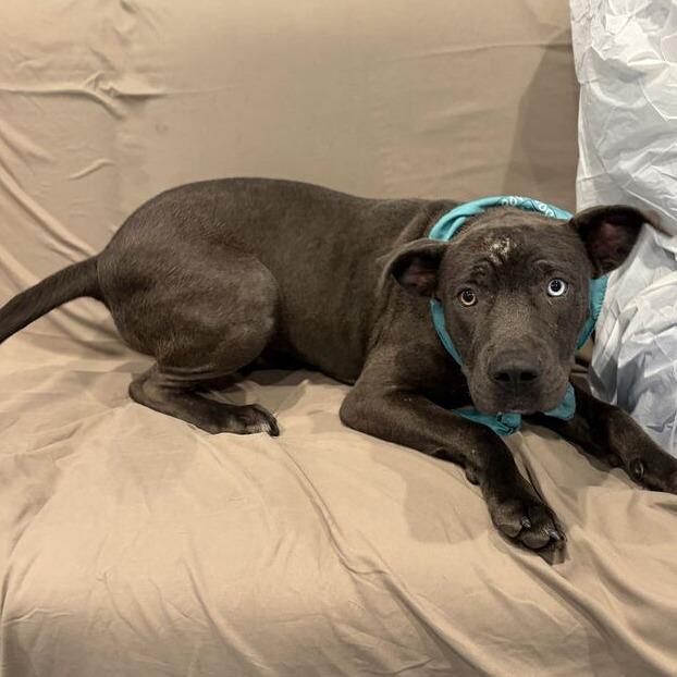 Bugs Bunny, Adoptable, Young Male Mixed Breed.