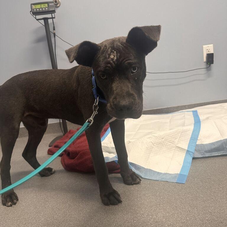 Enlarge Bugs Bunny, a Adoptable Mixed Breed in Canal Winchester, OH image 2/4