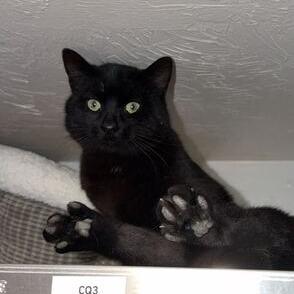 Enlarge Motor Mouth, a Adoptable Domestic Short Hair in Driggs, ID image 2/3