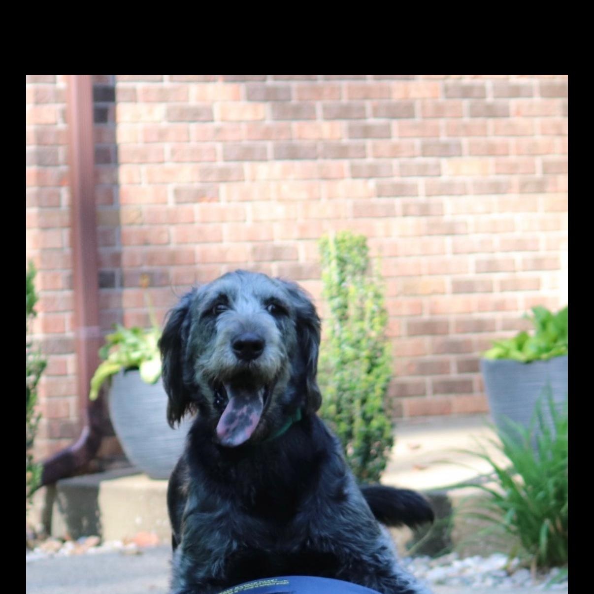 Enlarge Titan, a Adoptable mixed breed in Brentwood, TN image 3/3