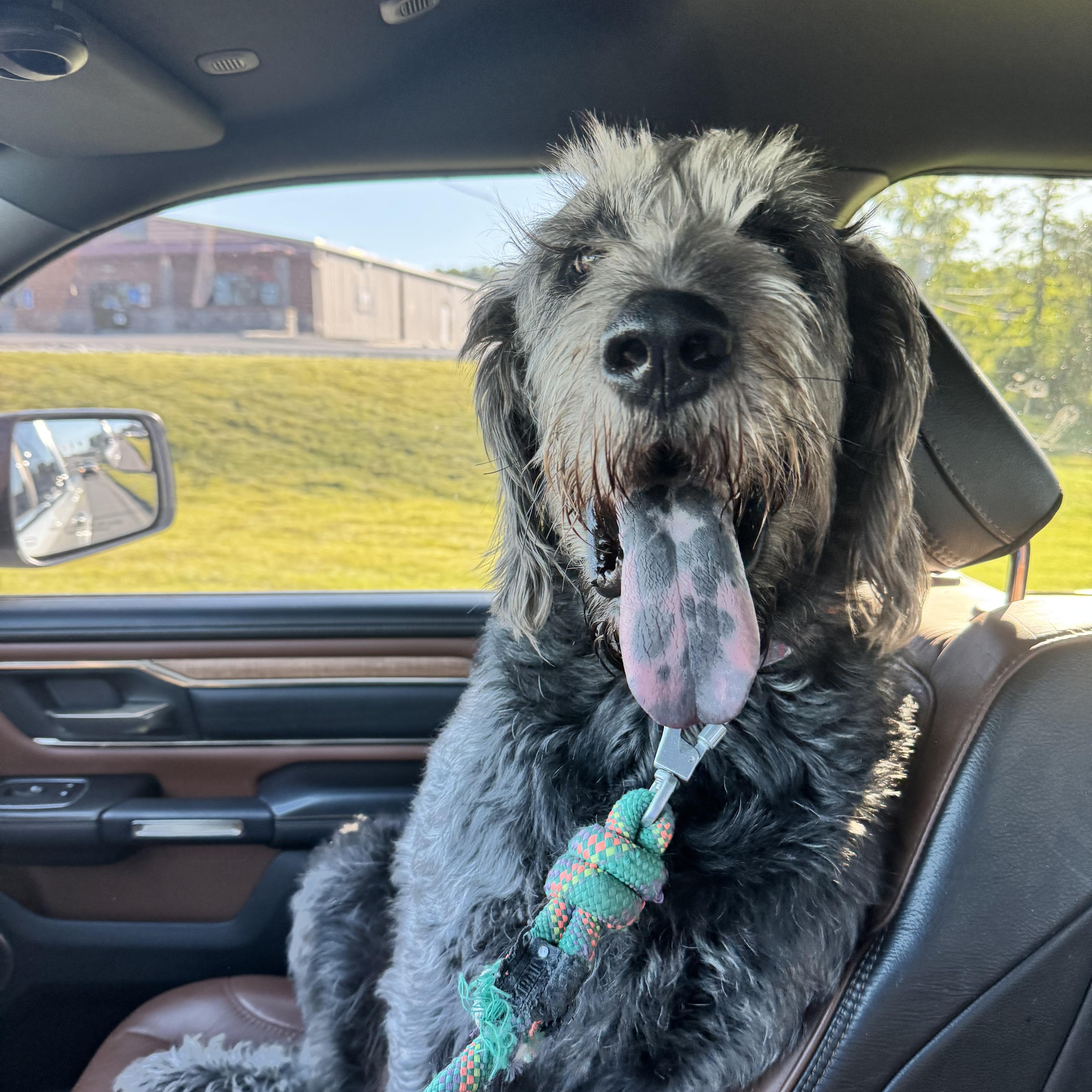 Titan, Adoptable, Young Male Schnoodle.