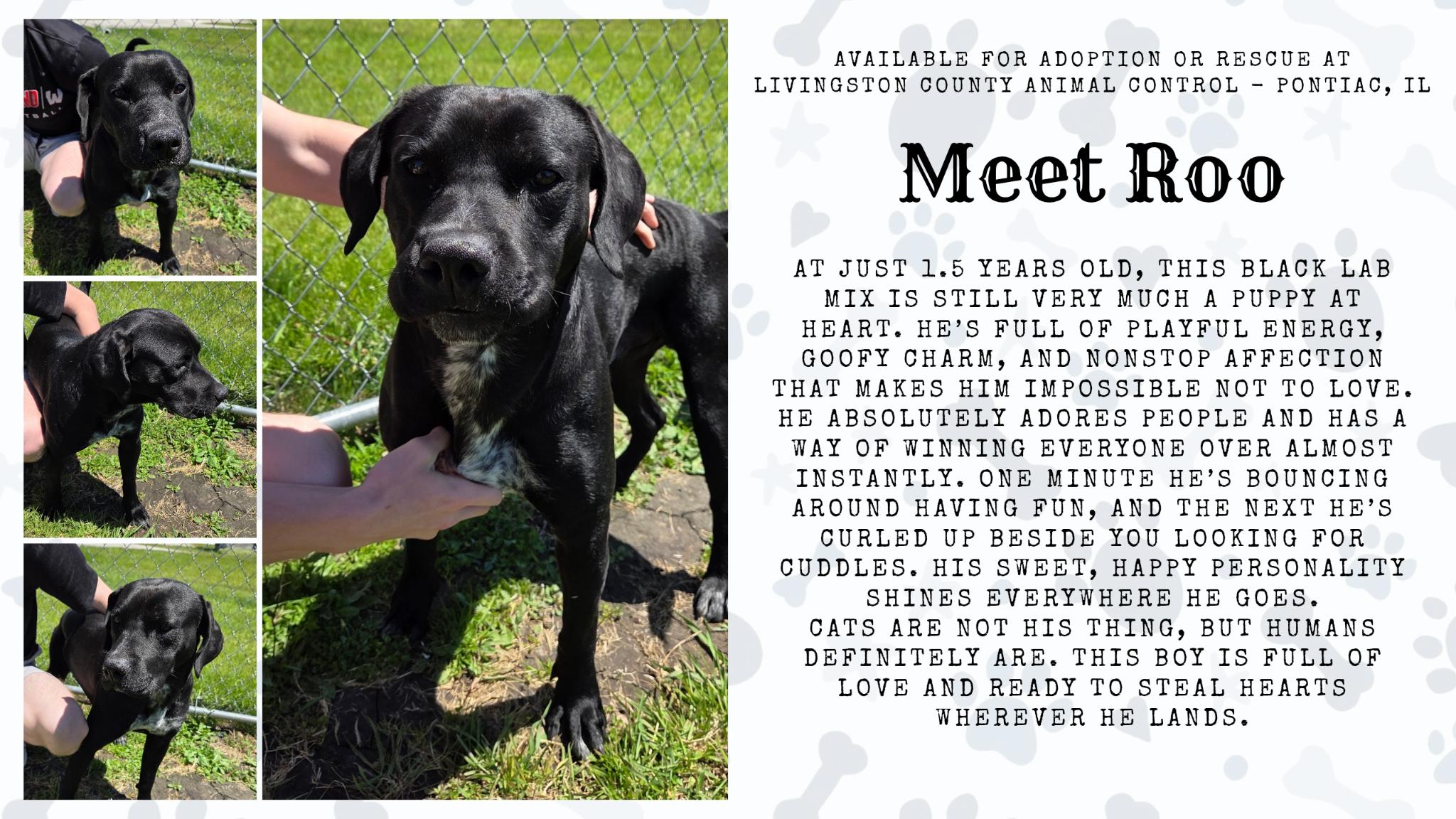 Roo, ADOPTABLE, Adult Male Labrador Retriever.