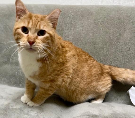 Enlarge Sophia, a ADOPTABLE Domestic Short Hair in Miller Beach, IN image 1/1