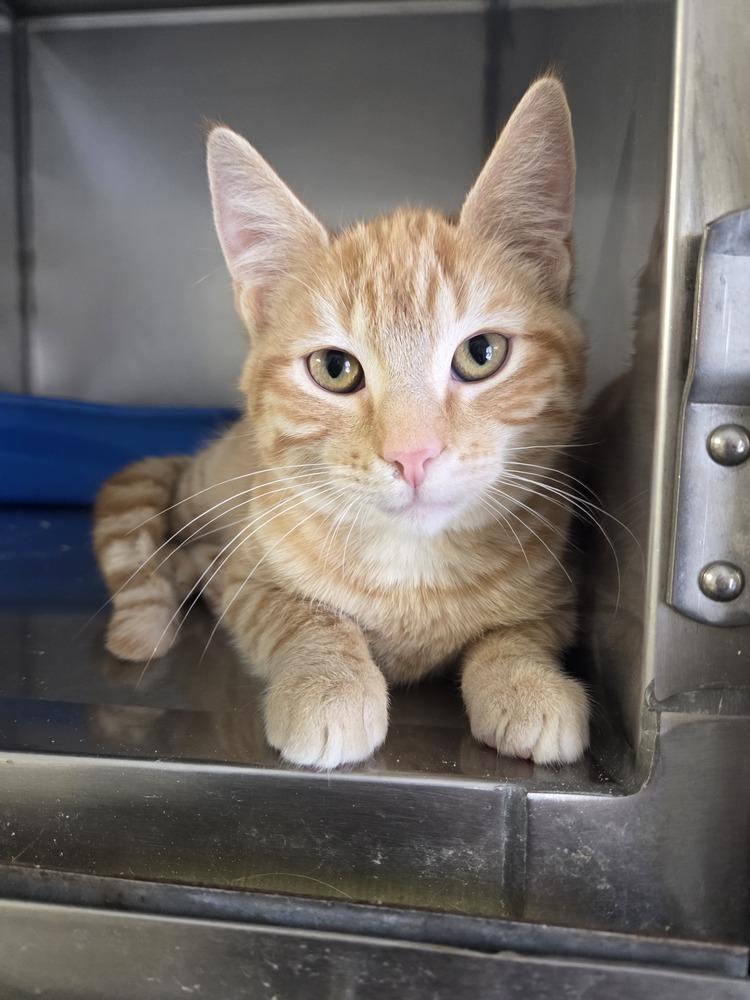 Enlarge Lynx, a Adoptable mixed breed in Salmon, ID image 1/1