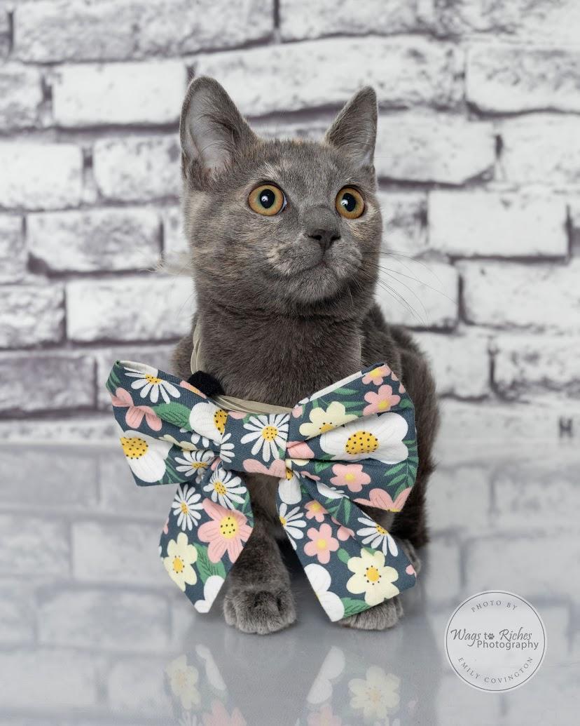 Enlarge Sugar Pie, a Adoptable mixed breed in Tuscaloosa, AL image 2/6