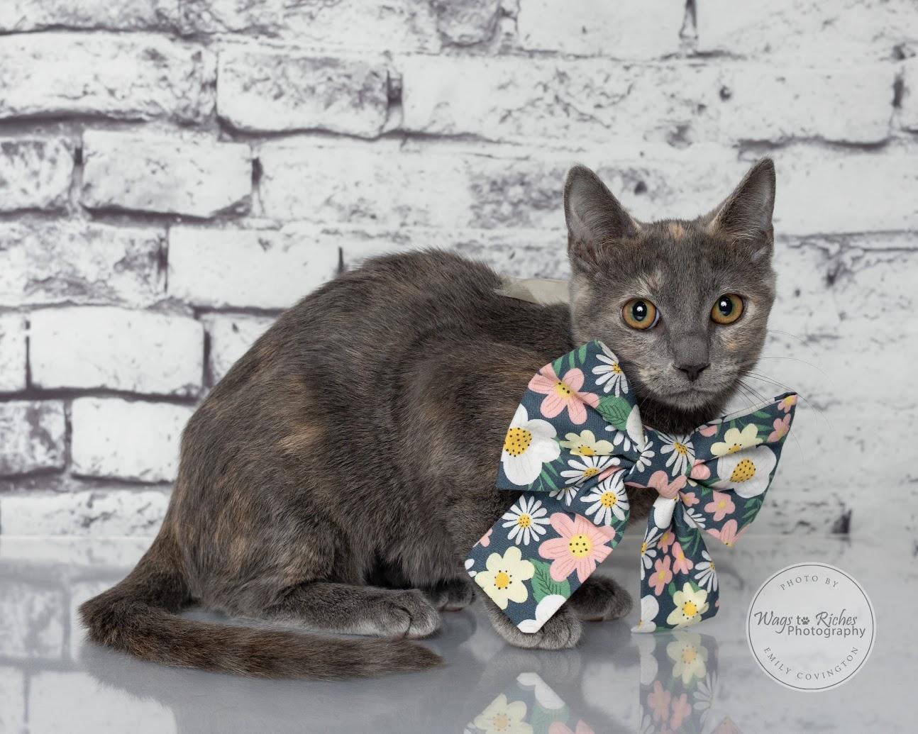 Enlarge Sugar Pie, a Adoptable mixed breed in Tuscaloosa, AL image 4/6