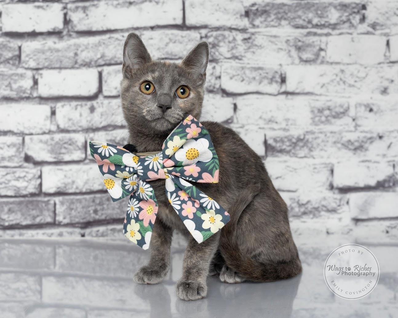 Enlarge Sugar Pie, a Adoptable mixed breed in Tuscaloosa, AL image 6/6