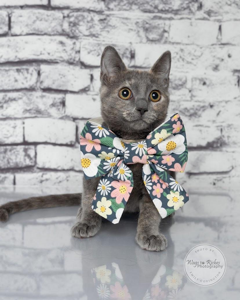 Enlarge Sugar Pie, a Adoptable mixed breed in Tuscaloosa, AL image 3/6