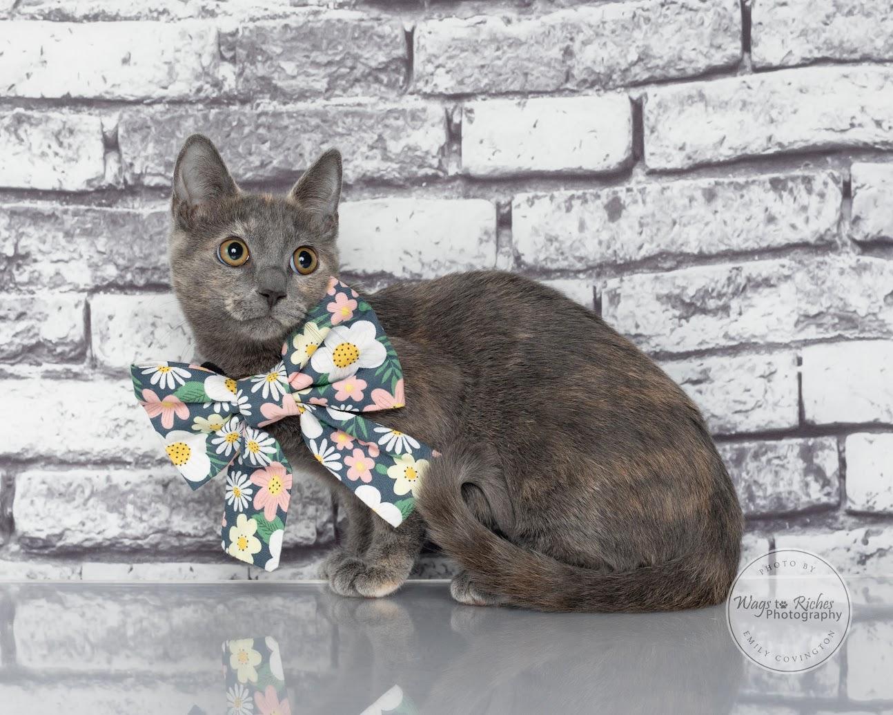 Enlarge Sugar Pie, a Adoptable mixed breed in Tuscaloosa, AL image 5/6
